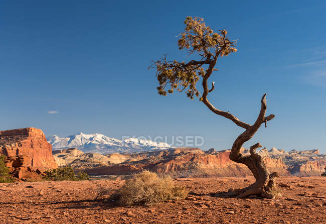 Vista panorámica del árbol en el desierto, Utah, EE.UU. - foto de stock