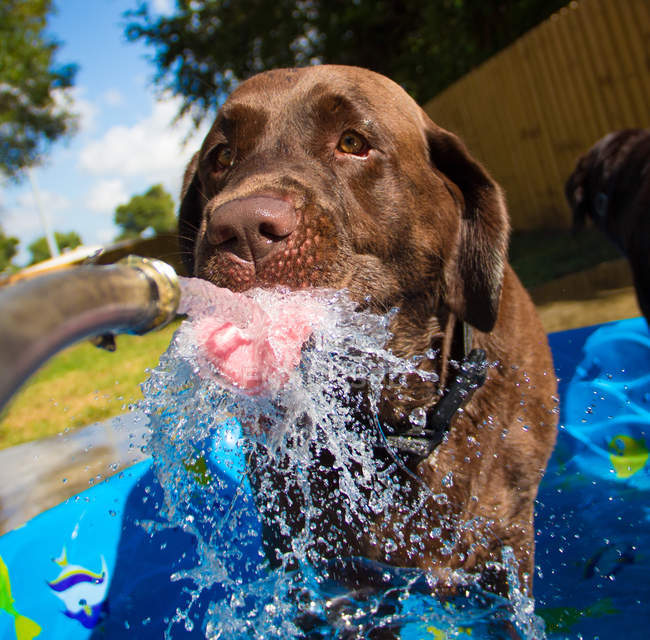 Labrador retriever Dog drinking water from water hose — Stock Photo