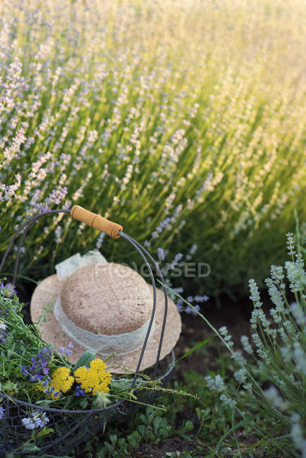 Корзина со свежими собранными цветами и шляпой на лавандовом поле — стоковое фото