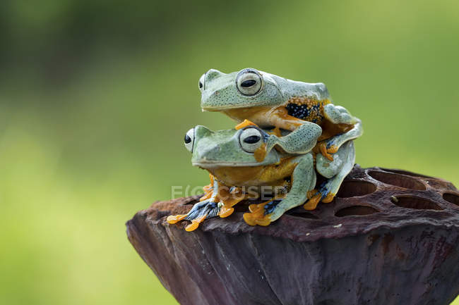 Tree frog sitting on top of another tree frog, blurred green background — Stock Photo