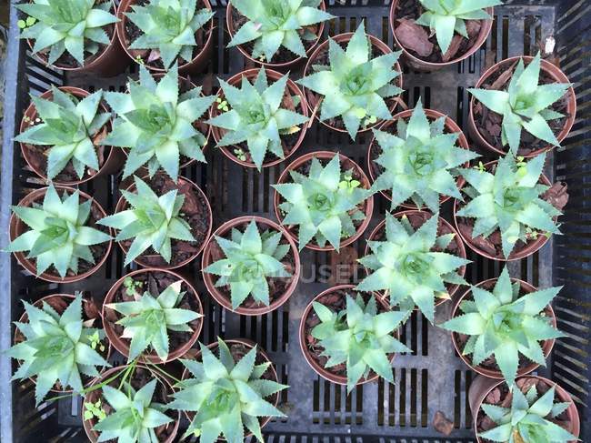Plantes succulentes dans des pots de plantes, vue surélevée — Photo de stock