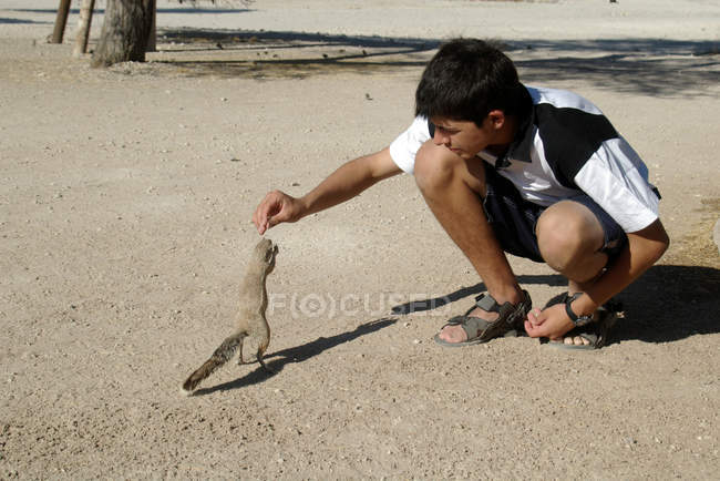 Adolescente niño alimentación capa suelo ardilla - foto de stock