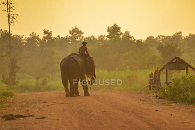 Человек-махаут верхом на слоне на рассвете, Таиланд — стоковое фото