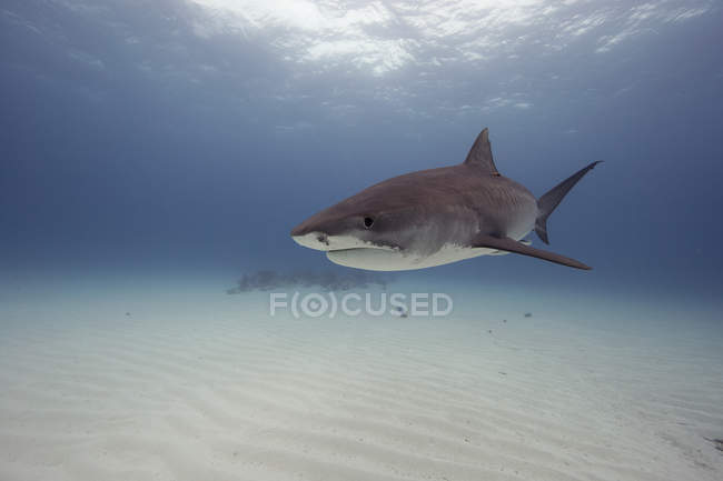 Тигровая акула плавает под водой — стоковое фото