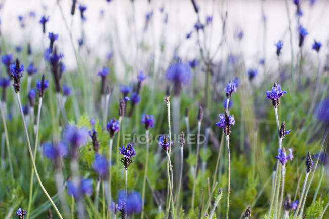 Nahaufnahme von Lavendel, der auf einem Feld vor verschwommenem Hintergrund wächst — Stockfoto