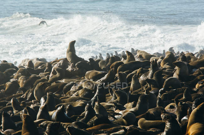 Gros groupe de phoques drôles près de la mer en Namibie — Photo de stock