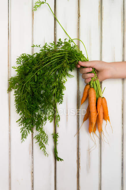 Mão humana segurando Bando de cenouras frescas colhidas no fundo de madeira branca — Fotografia de Stock