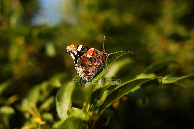Primer plano de la mariposa sentada en la hoja sobre fondo borroso - foto de stock