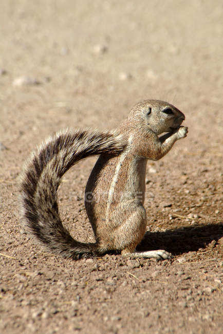 Lo scoiattolo del Capo mangia cibo, Namibia. Parco nazionale di Etosha. vista laterale — Foto stock