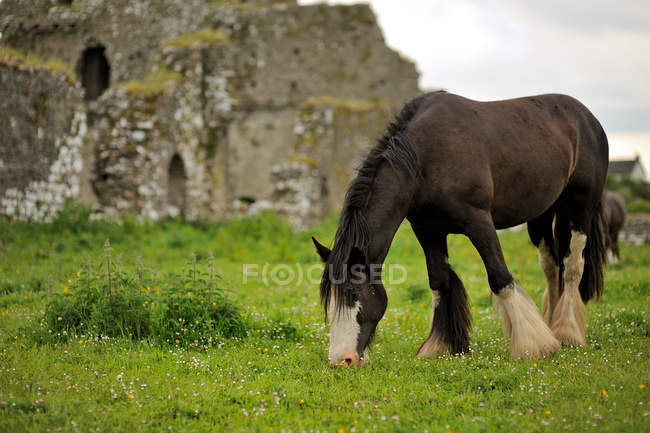 Scenic view of horse grazing grass beside ruins — Stock Photo