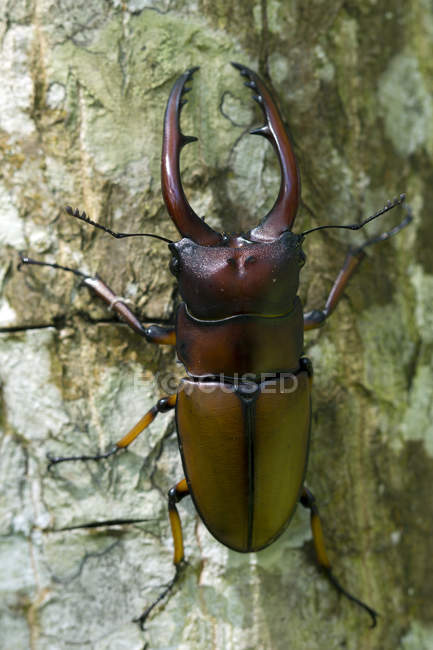 Close up view of stag beetle on wooden surface — Stock Photo