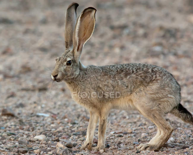 Аризонский кролик, стоящий на четвереньках и готовый ускакать. — стоковое фото
