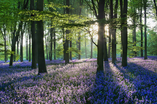 Scenic view of bluebells in the countryside, Micheldever Woods, Hampshire, England, UK — Stock Photo