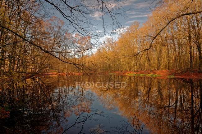 Vista panorámica del paisaje forestal y del lago, Ihlow, Niedersachsen, Alemania - foto de stock