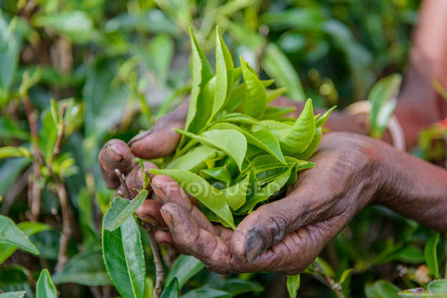 Immagine ritagliata di manciata di foglie di tè appena raccolte — Foto stock