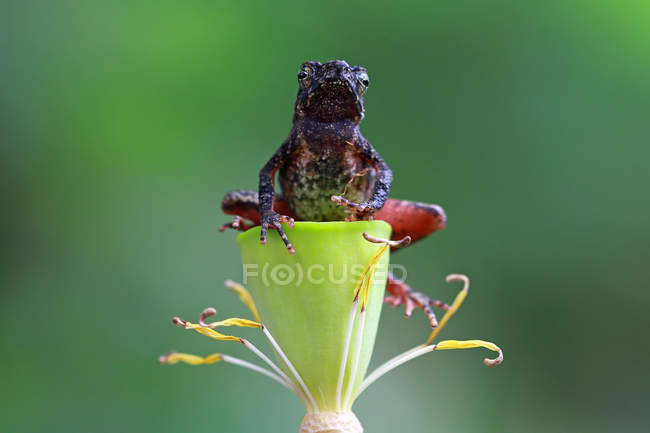 Nahaufnahme einer schlanken Kröte, die auf einer Blume sitzt, Indonesien — Stockfoto