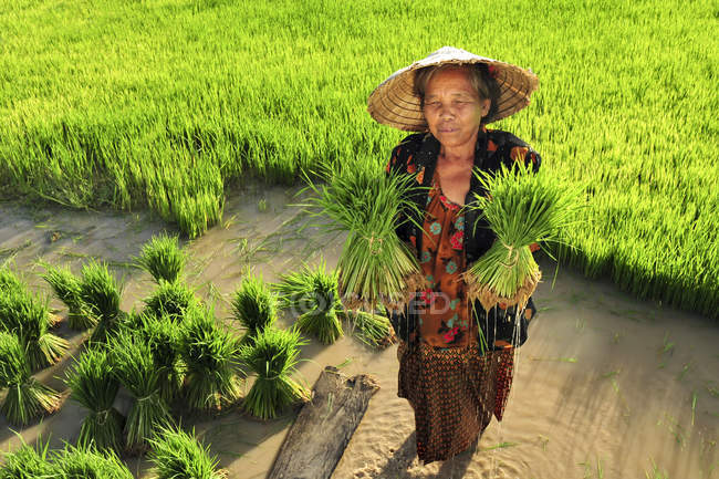 Mujer sosteniendo plantas de arroz en arrozal - foto de stock
