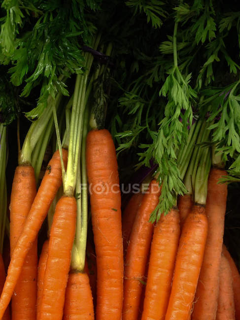 Bouquet de carottes bio fraîches avec des tiges — Photo de stock