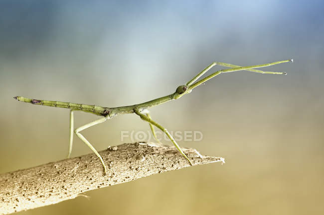 Retrato de un insecto palo en rama sobre fondo verde - foto de stock