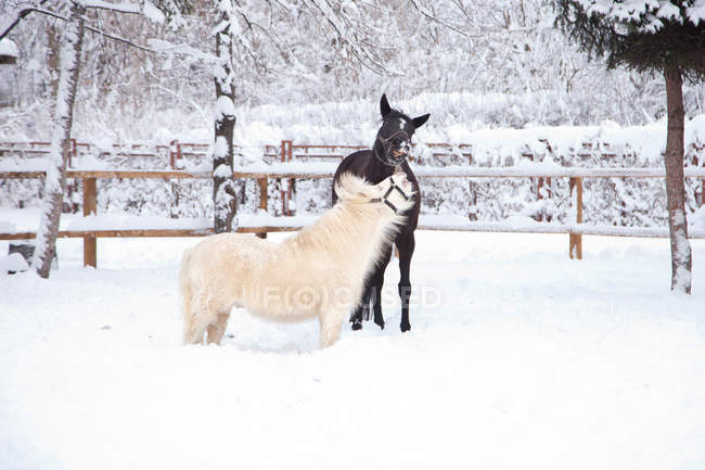 Черная лошадь и белый пони играют в снегу — стоковое фото