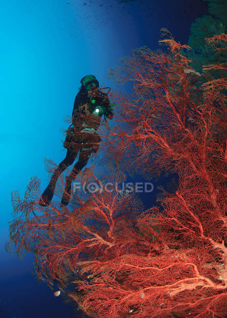 Ныряльщица с аквалангом на коралловых подводных лодках — стоковое фото