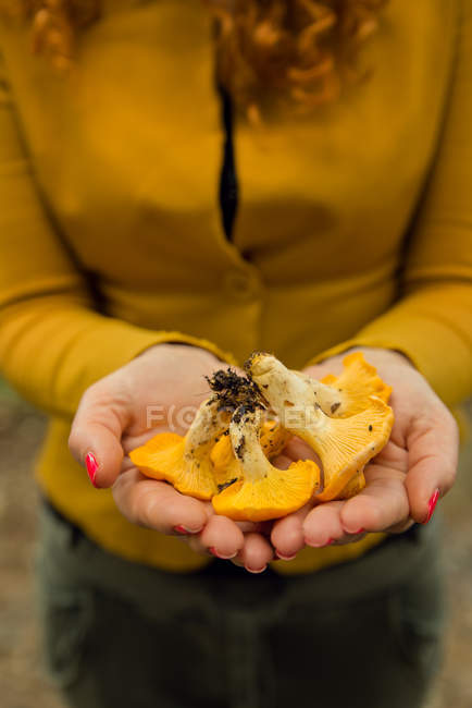Cropped image of Woman holding freshly picked mushrooms — Stock Photo