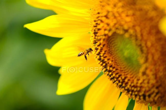 Bee on sunflower against blurred background — Stock Photo