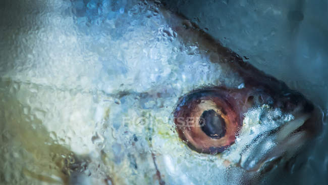 Vista de cerca de la cabeza de pescado congelada - foto de stock