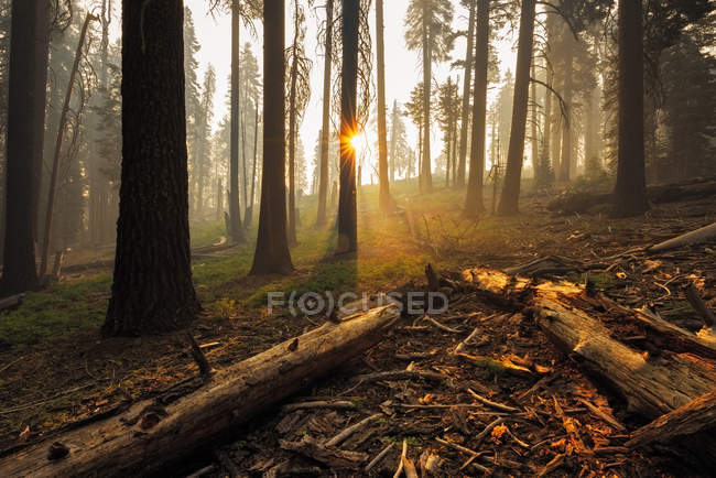 Vue panoramique du feu de camp dans la forêt, Kings Canyon, Californie, États-Unis — Photo de stock
