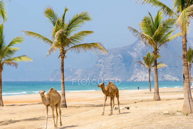 Camelos caminhando ao longo da praia em Omã — Fotografia de Stock
