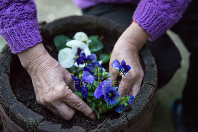Primeros planos de las manos de la mujer mayor plantando flores de pansy - foto de stock