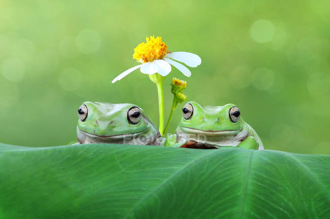 Two frogs on a leaf in front of a daisy, blurred green background — Stock Photo