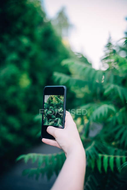 Abgeschnittenes Bild einer Frau, die Pflanzen mit dem Smartphone fotografiert — Stockfoto