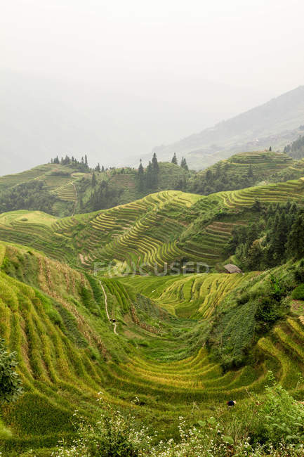 Живописный вид на рисовые террасы, Китай, Гуанси, уезд Луншэн — стоковое фото