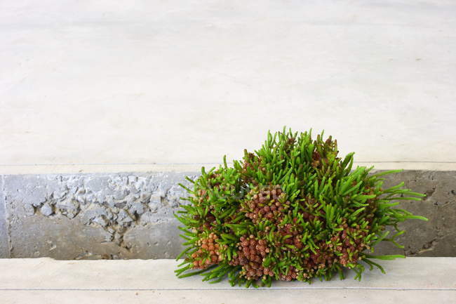 Close-up of flowers growing on step, copy space — Stock Photo