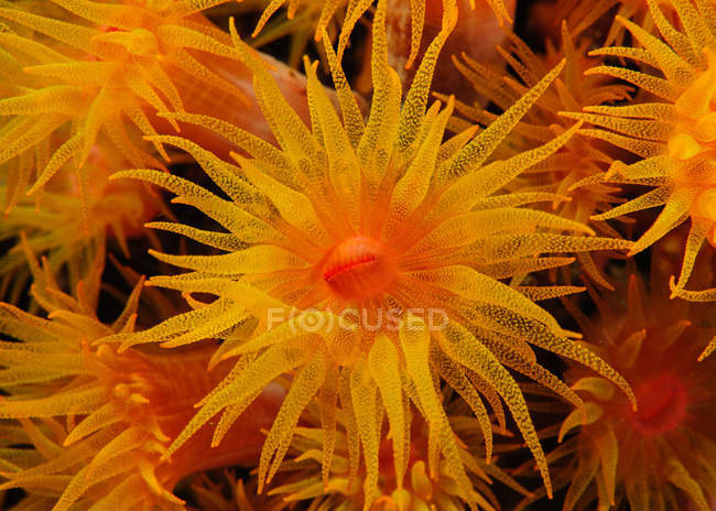 Крупним планом вид апельсинової чашки коралів під водою — стокове фото