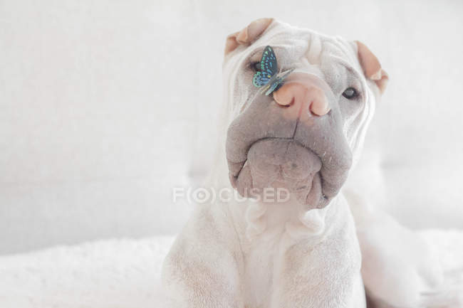 White Chinese Shar-Pei dog with butterfly on the nose — Stock Photo