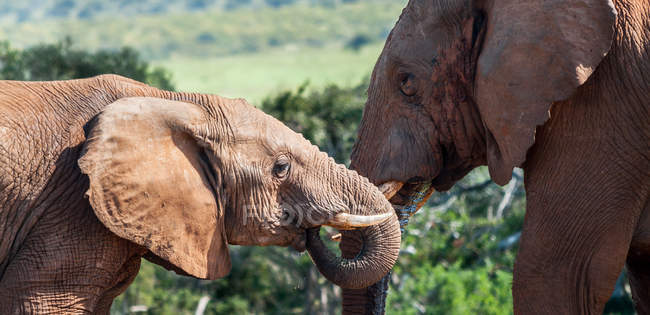 Два красивих слони в дикої природи — стокове фото