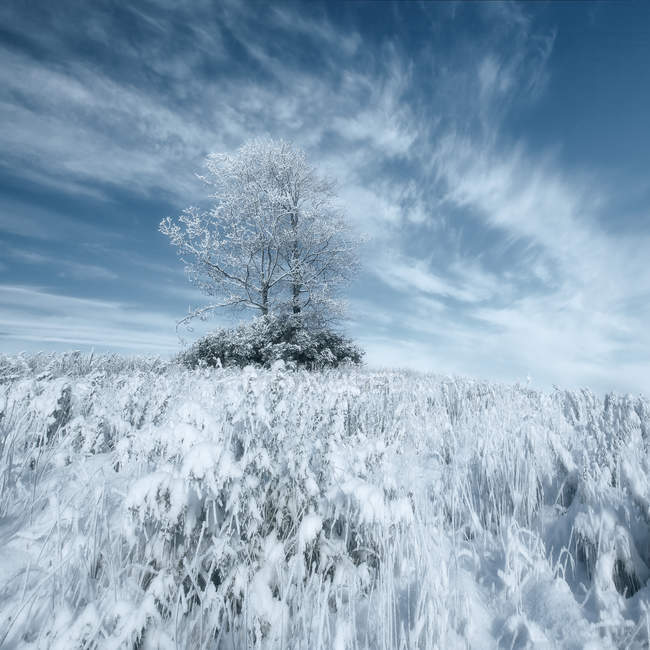 Scenic view of winter landscape, County Monaghan, ireland — Stock Photo