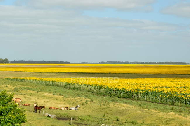 Vista panoramica di cavalli in piedi accanto a un campo di girasole — Foto stock