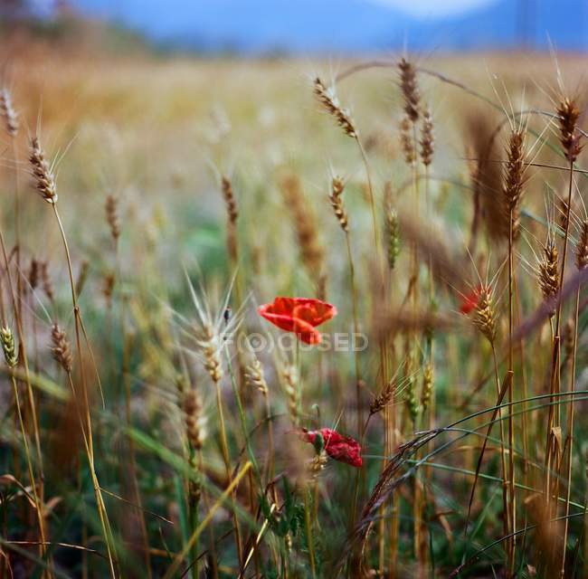 Цветущие маки, растущие на ячменном поле — стоковое фото