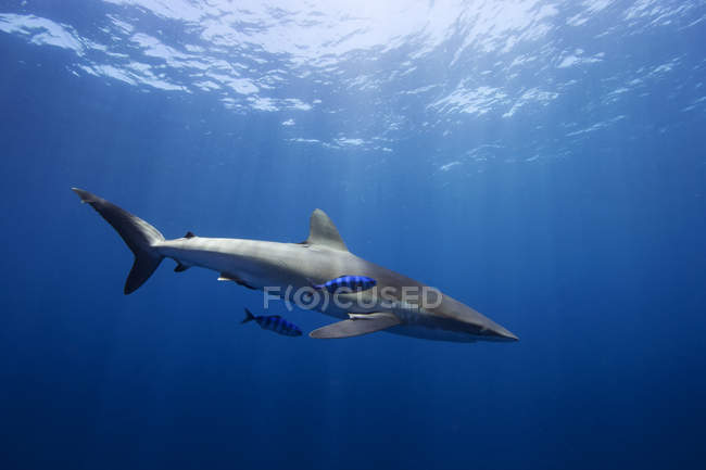 Tubarão sedoso e peixes-piloto nadando lado a lado — Fotografia de Stock