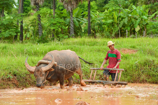 Landwirt und Büffel bei der Arbeit im Reisfeld, Thailand — Stockfoto