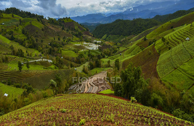 Vista panorámica de la terraza de arroz en el norte de Tailandia - foto de stock