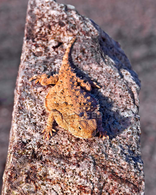 Возвышенный вид рогатой ящерицы Бакинг на солнце — стоковое фото