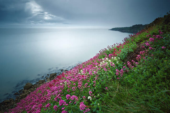 Irlanda, Dublín, Howth, vista panorámica de flores florecientes en la colina por el mar - foto de stock