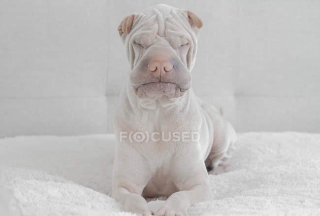 Portrait of angry white Chinese Shar-Pei dog — Stock Photo