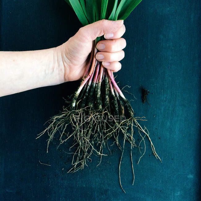 Female hand holding fresh picked spring onions — Stock Photo
