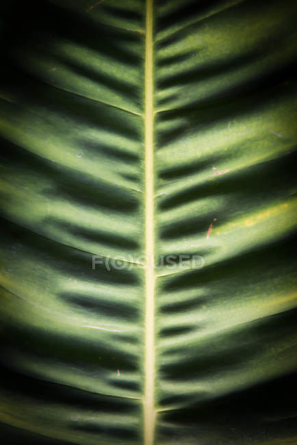 Primo piano di foglia tropicale con effetto sfocato, sfondo nero — Foto stock