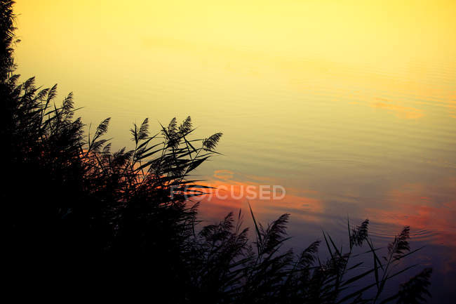 Reflexão amarela no lago e grama silhueta em primeiro plano — Fotografia de Stock